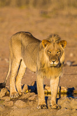 Young Male lion drinks at a waterhole in the Kalahari Desert