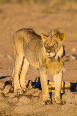 Young Male lion drinks at a waterhole in the Kalahari Desert