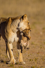 Lioness struggles to keep her lion cubs under control © wayne
