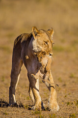 Lioness struggles to keep her lion cubs under control