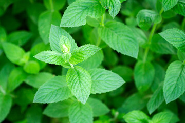 Close up of beautiful fresh mint in the garden
