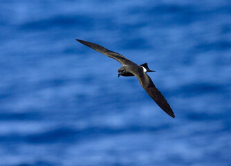 Band-rumped Storm-petrel, Madeirastormvogeltje, Oceanodroma castro