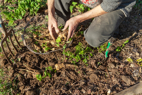 Jardinier avec un panier r&eacute;coltant &agrave; la main des panais dans son potager