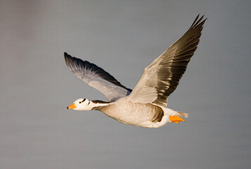 Bar-headed Goose, Indische Gans, Anser indicus