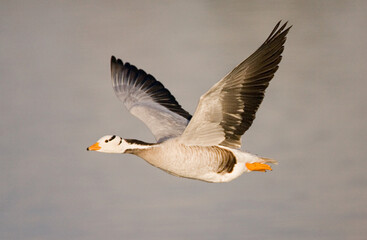 Bar-headed Goose in flight