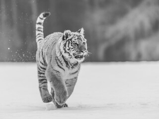 Siberian Tiger running in snow. Beautiful, dynamic and powerful photo of this majestic animal. Set...