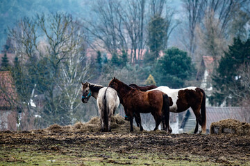 horse and foal