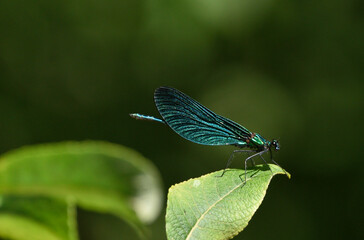 A shiny Banded demoiselle dragonfly sitting on a leaf observes its habitat