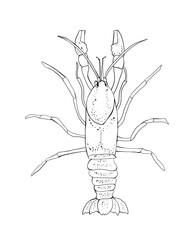 Crayfish cartoon doodle hand drawing illustration. Simple art isolated on white background. Underwater wildlife, nature