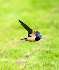 Barn Swallow, Boerenzwaluw, Hirundo rustica