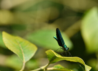 A shiny Banded demoiselle dragonfly sitting on a leaf observes its habitat