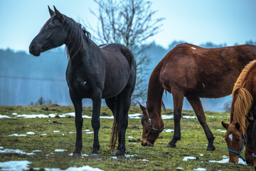 Obraz premium horse in the field