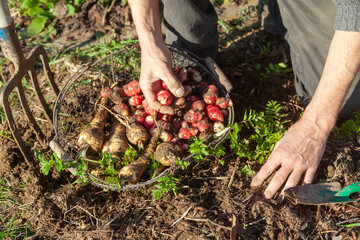 Jardinier avec un panier récoltant à la main des panais et ocas du Pérou dans son potager