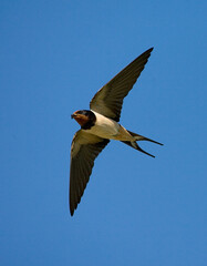 Barn Swallow, Boerenzwaluw, Hirundo rustica