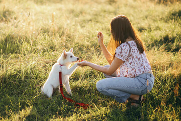 Woman training cute white puppy to behave and new tricks in summer meadow in sunset light. Teamwork - obrazy, fototapety, plakaty