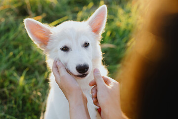 Woman hands caressing and giving treats to cute white puppy  in warm sunset light in summer meadow