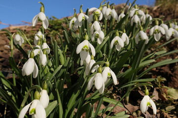 Wiese mit Schneeg&ouml;ckchen