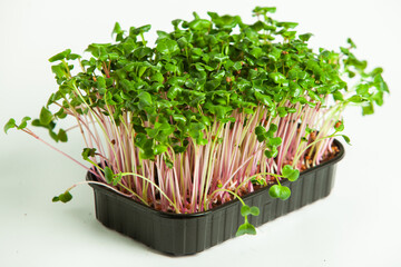 Microgreens the small shoots of any of various plants, such as arugula, dill, kale, or sorrel, that...