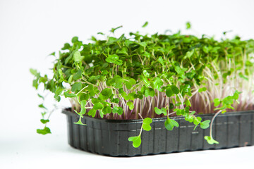 Microgreens the small shoots of any of various plants, such as arugula, dill, kale, or sorrel, that are used as food, especially in salads. 