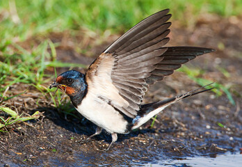 Boerenzwaluw; Barn Swallow; Hirundo rustica