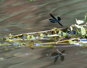 A shiny Banded demoiselle dragonfly sitting on a leaf observes its habitat