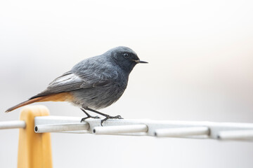 Male black redstart perched on a television aerial.