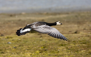 Barnacle Goose, Brandgans, Branta leucopsis