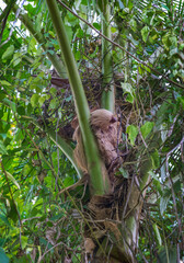 Sloth in nature habitat is sleaping on the palm. Hoffman’s Two-toed Sloth, Choloepus hoffmanni. Cute animal in the habitat, Costa Rica. Wildlife in jungle. Central America.