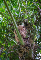Obraz premium Sloth in nature habitat is sleaping on the palm. Hoffman’s Two-toed Sloth, Choloepus hoffmanni. Cute animal in the habitat, Costa Rica. Wildlife in jungle. Central America.