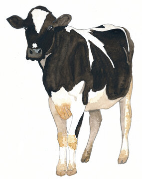 Cute calf black and white, isolated, watercolour