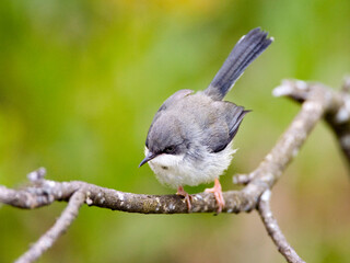 Halsbandapalis, Bar-throated Apalis, Apalis thoracica