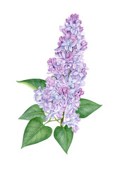 Lilac botanical illustration with leaves. Purple lilac flowers in watercolor painting. Can be used as print, postcard, invitation, greeting card, packaging design, textile, fabric,  element design.