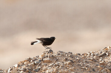 Basalt Tapuit, Basalt Wheatear
