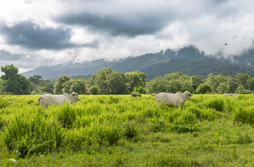 Herd of white Nelore cattle grazing in a pasture on a reen feld of grass.  Costa Rica, central America.