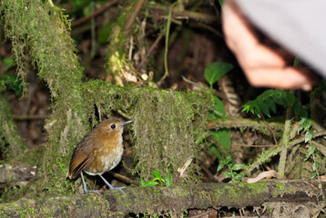 Caldasmierpitta, Brown-banded Antpitta, Grallaria milleri