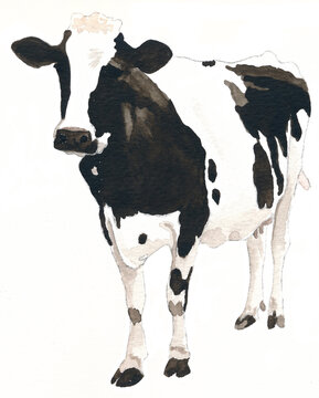 Cow white and black, watercolour, isolated 
