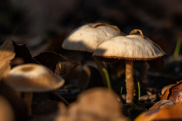 kleine Pilze