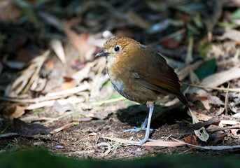 Caldasmierpitta, Brown-banded Antpitta, Grallaria milleri