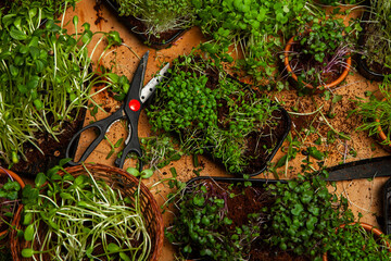 Microgreens the small shoots of any of various plants, such as arugula, dill, kale, or sorrel, that are used as food, especially in salads. 