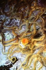 Brittle Star Fish on Rocky Bottom in California Channel Islands