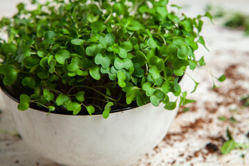 Microgreens the small shoots of any of various plants, such as arugula, dill, kale, or sorrel, that are used as food, especially in salads. 