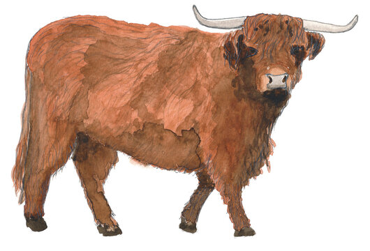 Beautiful highland cattle bull, watercolour, isolated