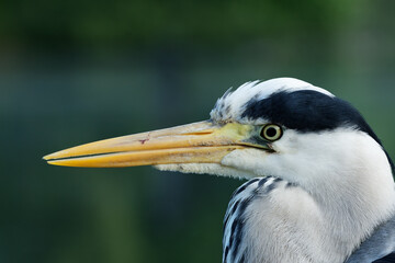 Close up of a grey heron
