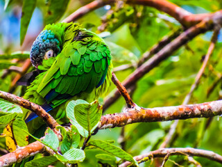ave, cotorra, animal, lora, verde, naturaleza, pico, arco iris, fauna, periquito, tropical, rojo, emplumar, loro, azul, color, turquesa, emplumar, perico, árbol, jungla, alas, 