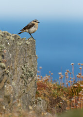 Male wheatear on a rock