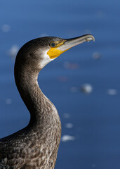 Close up of a cormorant