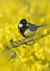 great tit perched in a branch in front of a rape seed field