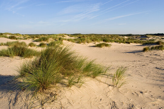 Berkheide, Wassenaar, Nederland / Netherlands