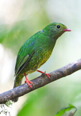 Groen-zwarte Cotinga, Green-and-black Fruiteater, Pipreola riefferii