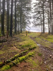 A walk in the forest with the dog